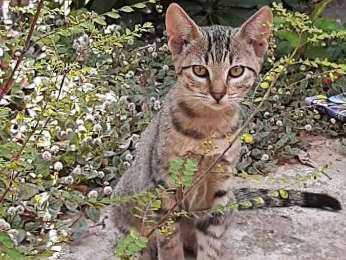 Gato raça Srd idade 2 a 6 meses nome Rajadinha