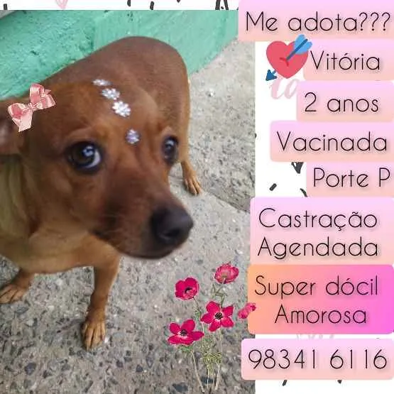 Cachorro raça SRD idade 2 anos nome Vitória 