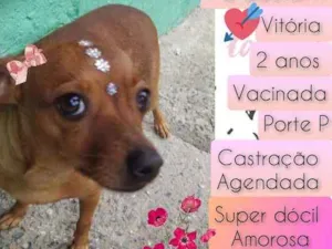 Cachorro raça SRD idade 2 anos nome Vitória 