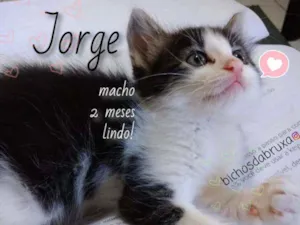 Gato raça SRD idade 2 a 6 meses nome Jorge