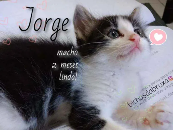Gato ra a SRD idade 2 a 6 meses nome Jorge
