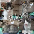 Gatinhos