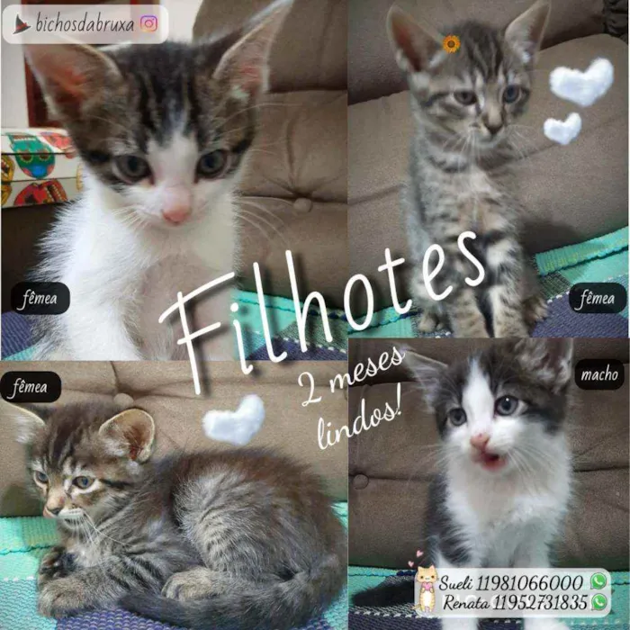 Gato ra a SRD idade 2 a 6 meses nome Gatinhos