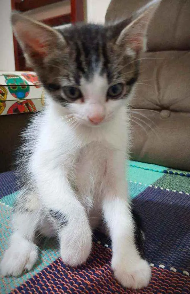 Gato ra a SRD idade 2 a 6 meses nome Gatinhos