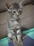 Gatinhos