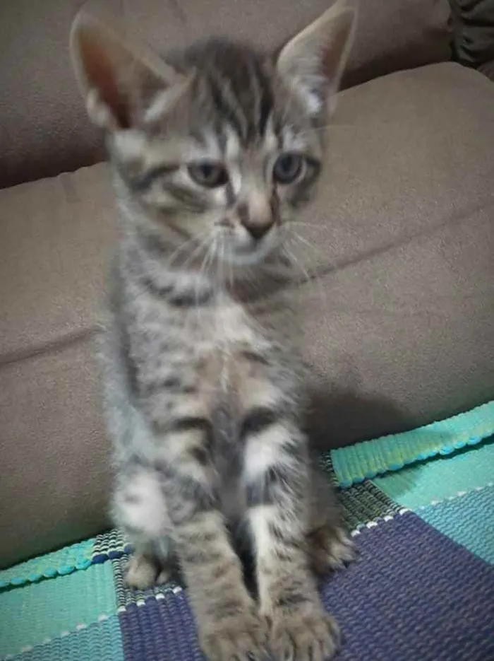 Gato ra a SRD idade 2 a 6 meses nome Gatinhos