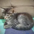 Gatinhos