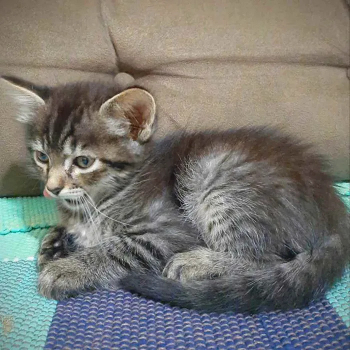 Gato ra a SRD idade 2 a 6 meses nome Gatinhos
