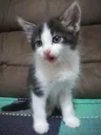 Gatinhos
