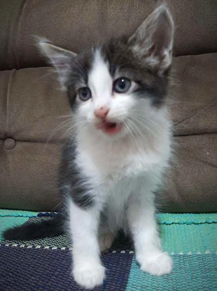 Gato ra a SRD idade 2 a 6 meses nome Gatinhos