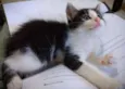 Gatinhos