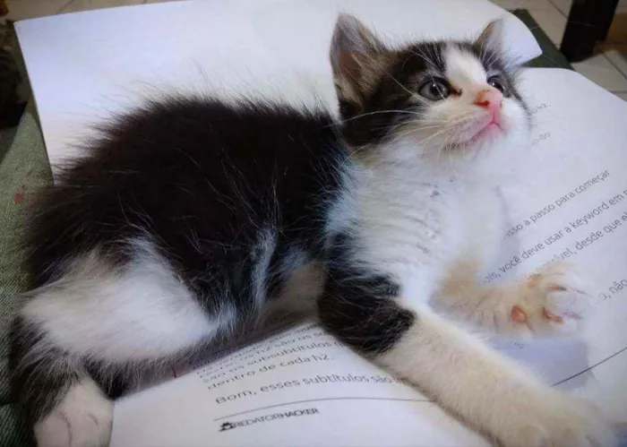 Gato ra a SRD idade 2 a 6 meses nome Gatinhos
