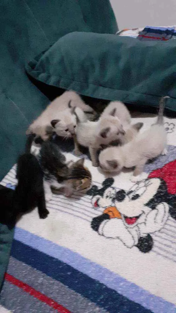 Gato raça Siamês e mistiso  idade 2 a 6 meses nome Filhotes