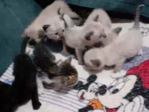 Gato raça Siamês e mistiso  idade 2 a 6 meses nome Filhotes