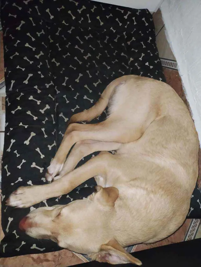 Cachorro ra a Vira lata com labrador  idade 2 a 6 meses nome Marte