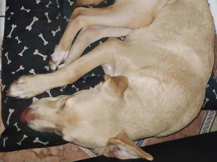 Cachorro ra a Vira lata com labrador  idade 2 a 6 meses nome Marte