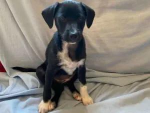 Cachorro raça sem raça definida idade 2 a 6 meses nome Kamala