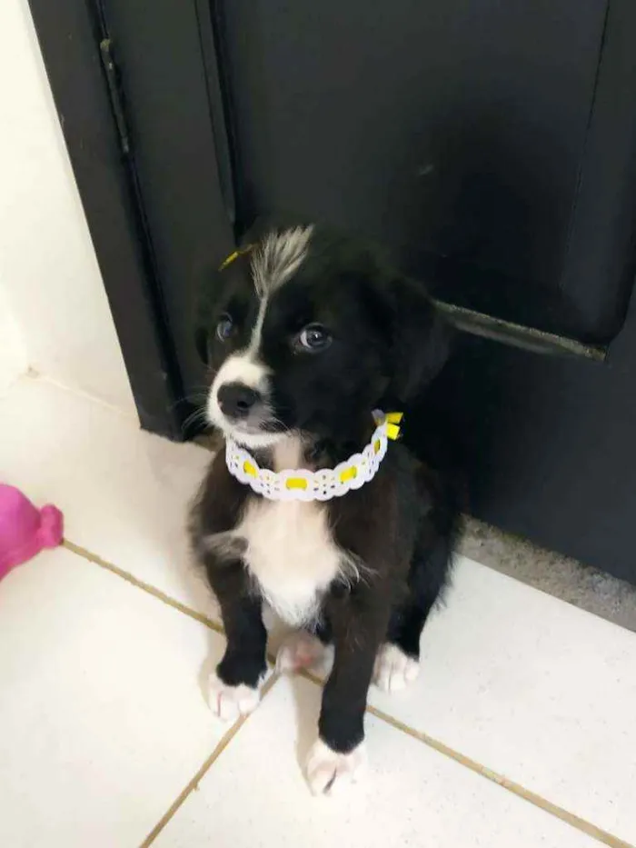 Cachorro ra a SRD idade 2 a 6 meses nome Violet