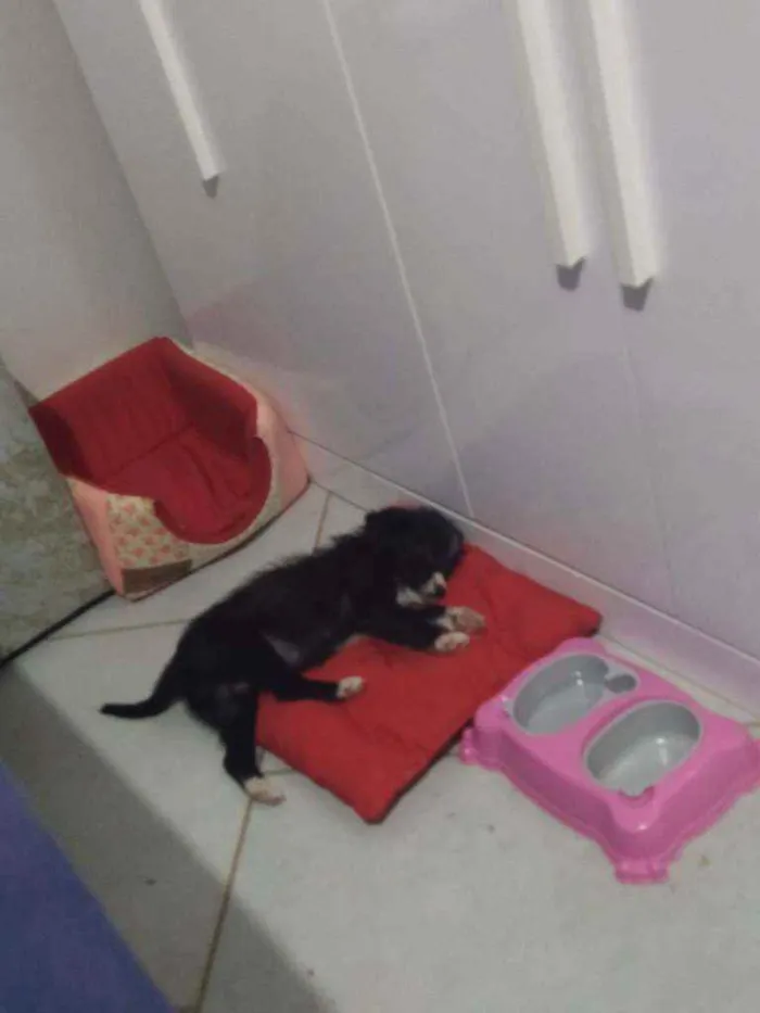 Cachorro ra a SRD idade 2 a 6 meses nome Violet