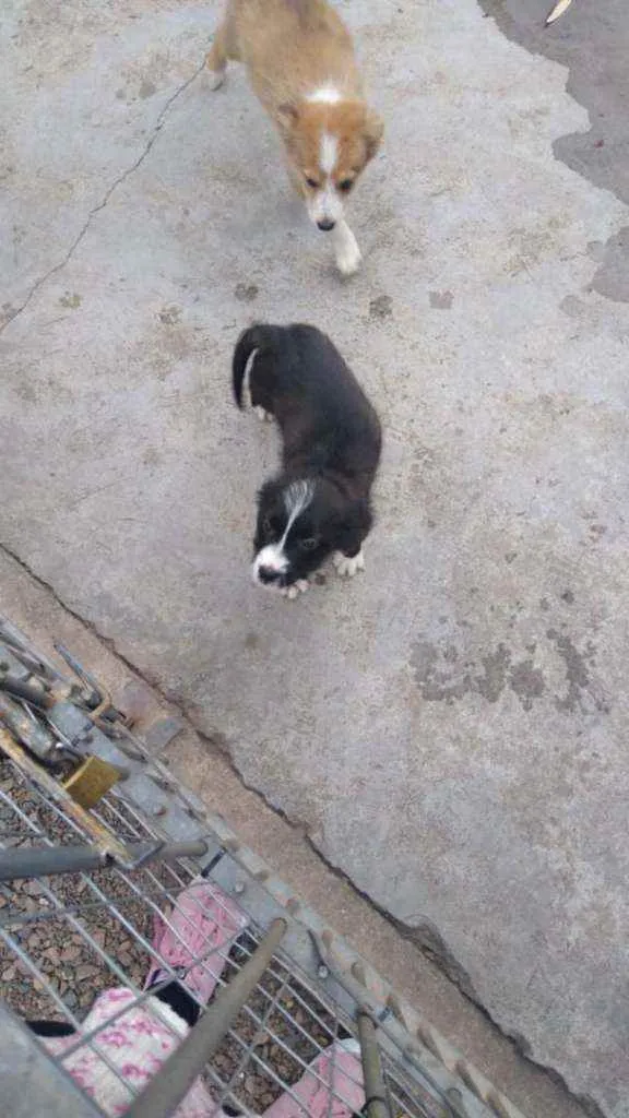 Cachorro ra a SRD idade 2 a 6 meses nome Violet