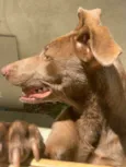 Cachorro raça MESTIÇA idade 1 ano nome MEL