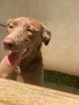 Cachorro raça MESTIÇA idade 1 ano nome MEL