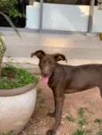 Cachorro raça MESTIÇA idade 1 ano nome MEL