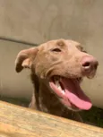 Cachorro raça MESTIÇA idade 1 ano nome MEL