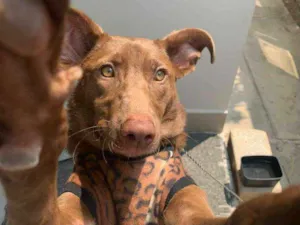 Cachorro raça MESTIÇA idade 1 ano nome MEL