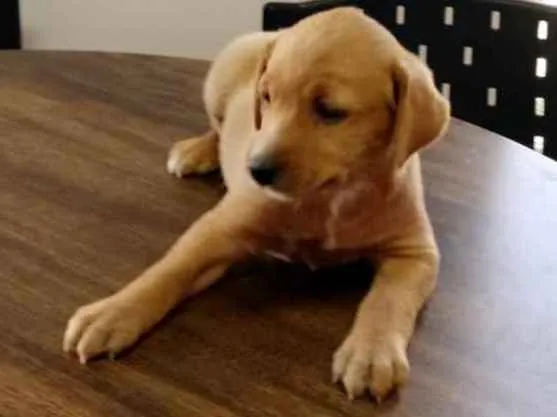 Cachorro ra a Srd idade 2 a 6 meses nome Linda e Bela