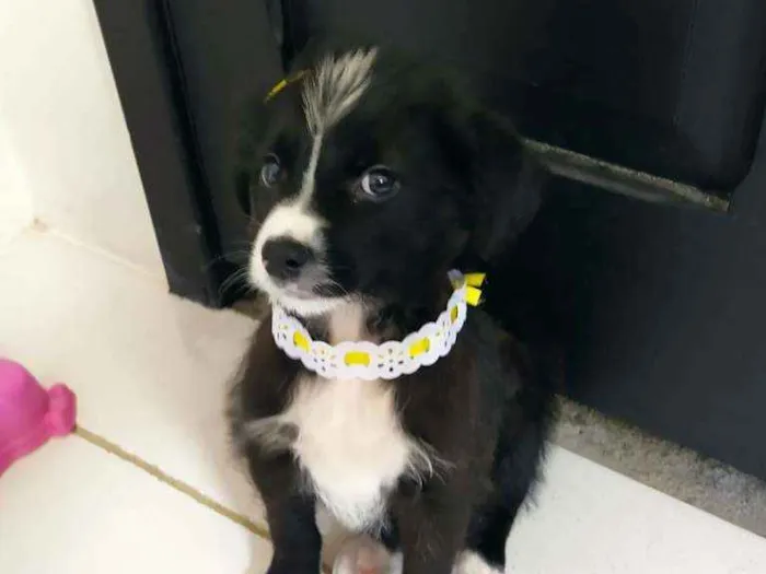 Cachorro ra a SRD idade 2 a 6 meses nome Violet