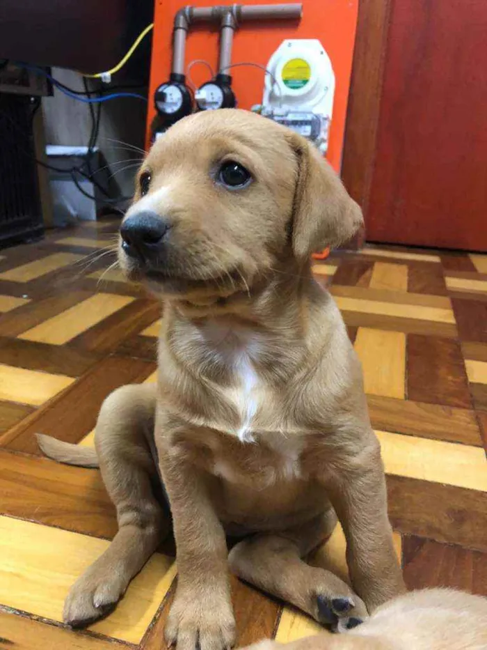 Cachorro ra a Srd idade 2 a 6 meses nome Linda e Bela