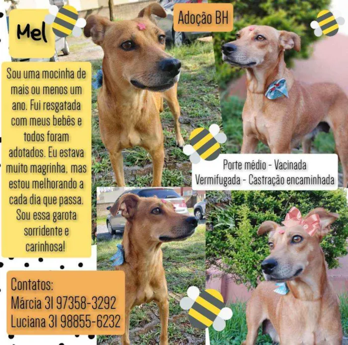 Cachorro raça Srd idade 1 ano nome Mel