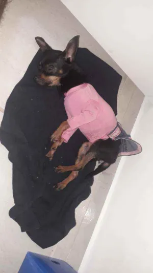 Cachorro raça Pincher idade 2 anos nome Mel