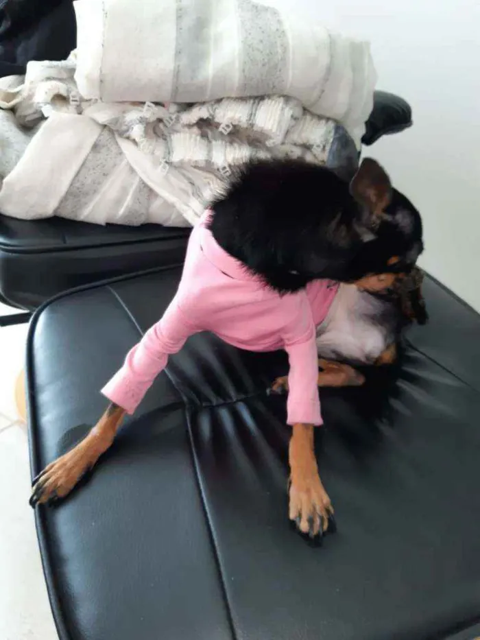 Cachorro raça Pincher idade 2 anos nome Mel