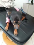Mel