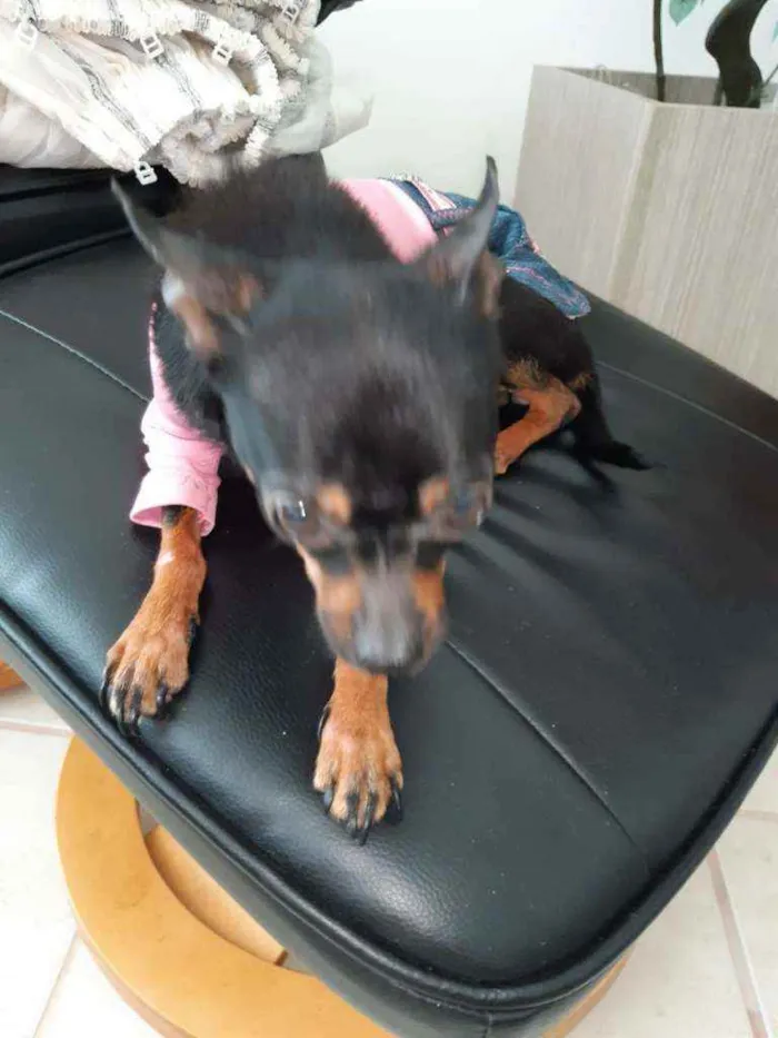 Cachorro raça Pincher idade 2 anos nome Mel