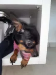 Mel