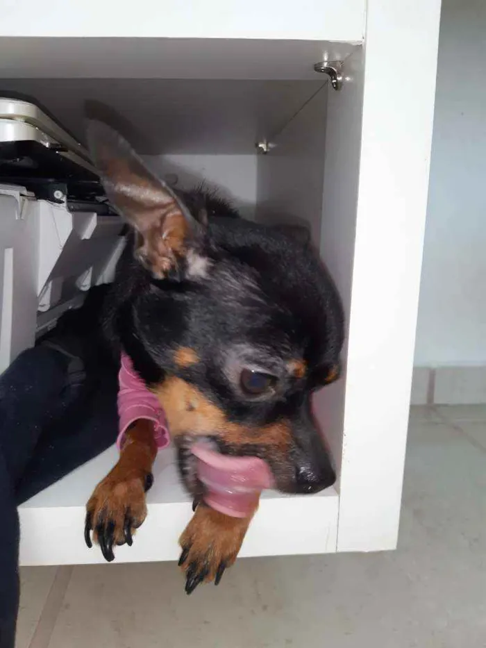 Cachorro raça Pincher idade 2 anos nome Mel