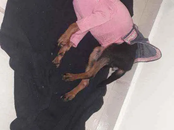 Cachorro raça Pincher idade 2 anos nome Mel