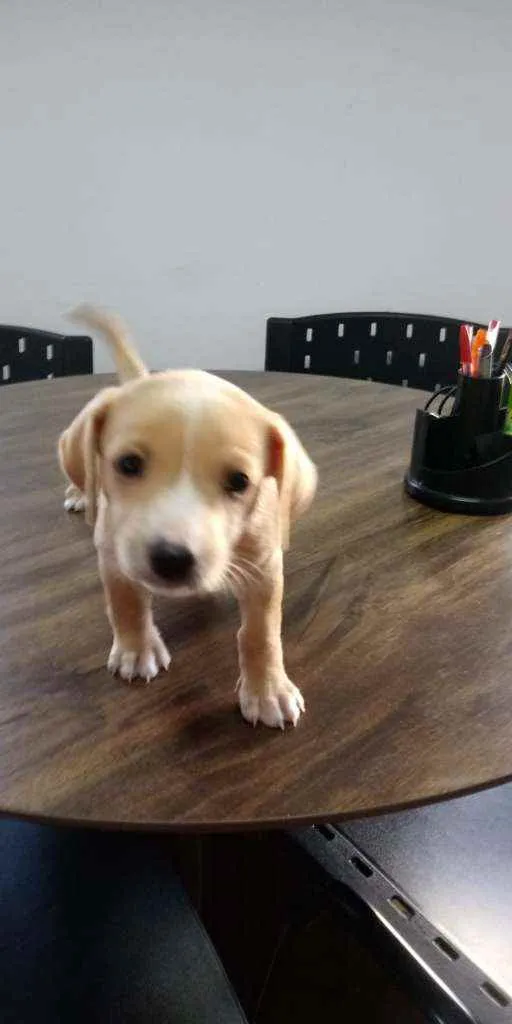 Cachorro ra a Srd idade 2 a 6 meses nome Linda e Bela