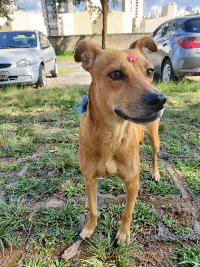 Cachorro raça Srd idade 1 ano nome Mel