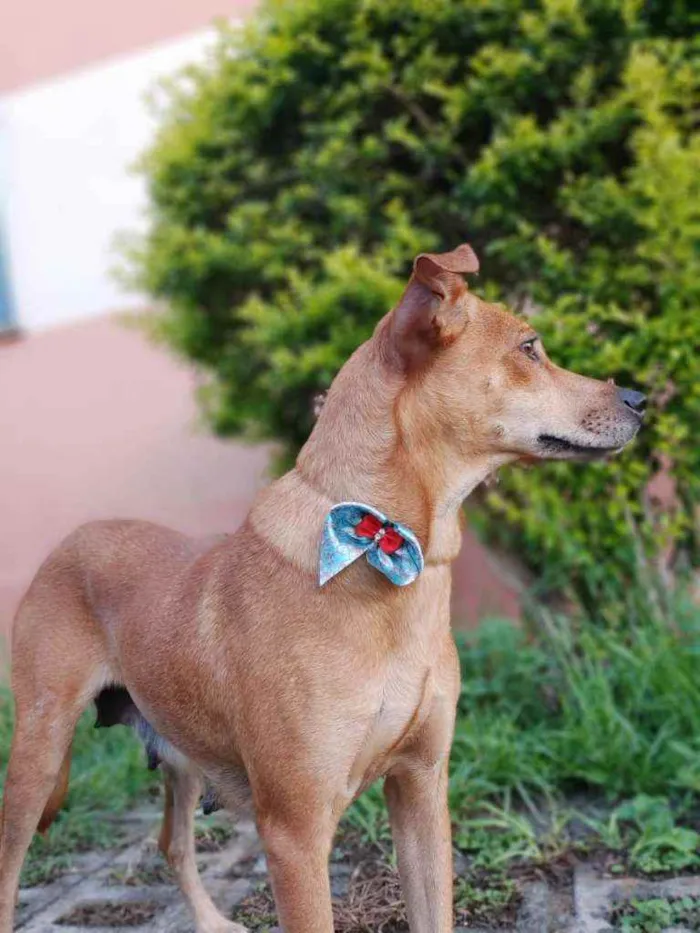 Cachorro raça Srd idade 1 ano nome Mel