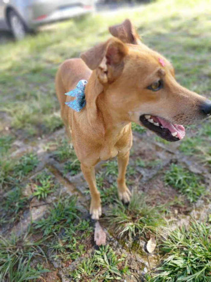 Cachorro raça Srd idade 1 ano nome Mel