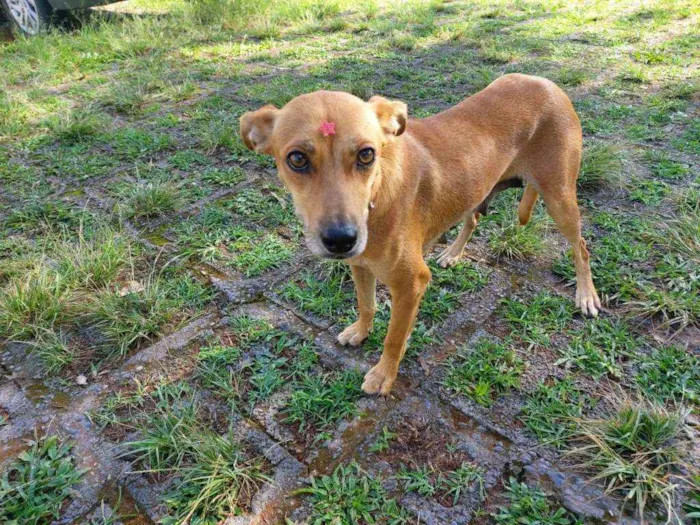 Cachorro raça Srd idade 1 ano nome Mel