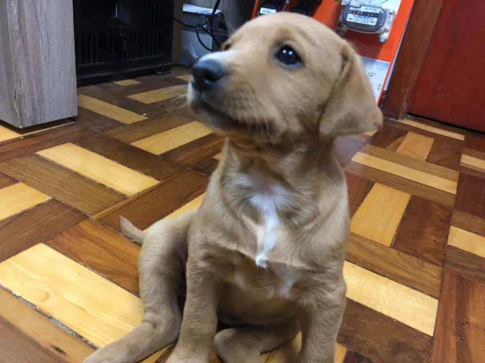 Cachorro ra a Srd idade 2 a 6 meses nome Linda e Bela