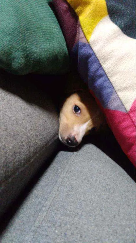 Cachorro ra a Srd idade 2 a 6 meses nome Linda e Bela