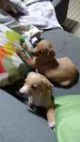 Linda e Bela
