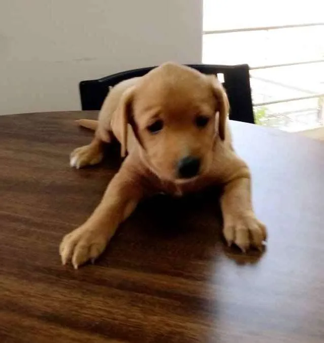 Cachorro ra a Srd idade 2 a 6 meses nome Linda e Bela