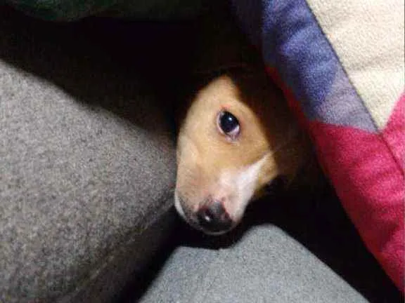 Cachorro ra a Srd idade 2 a 6 meses nome Linda e Bela